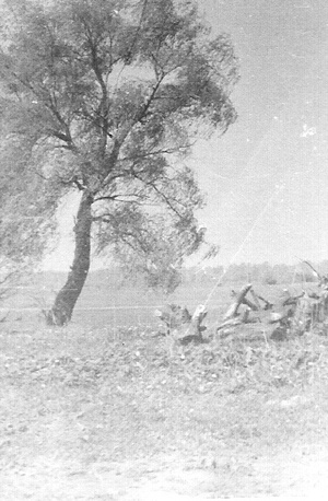 1972г.  земля предков Сахновский К. А. на месте разрушеной церкви с. Ладин.